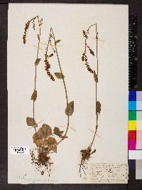 Rumex acetosa image