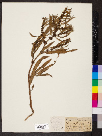 Rumex maritimus image