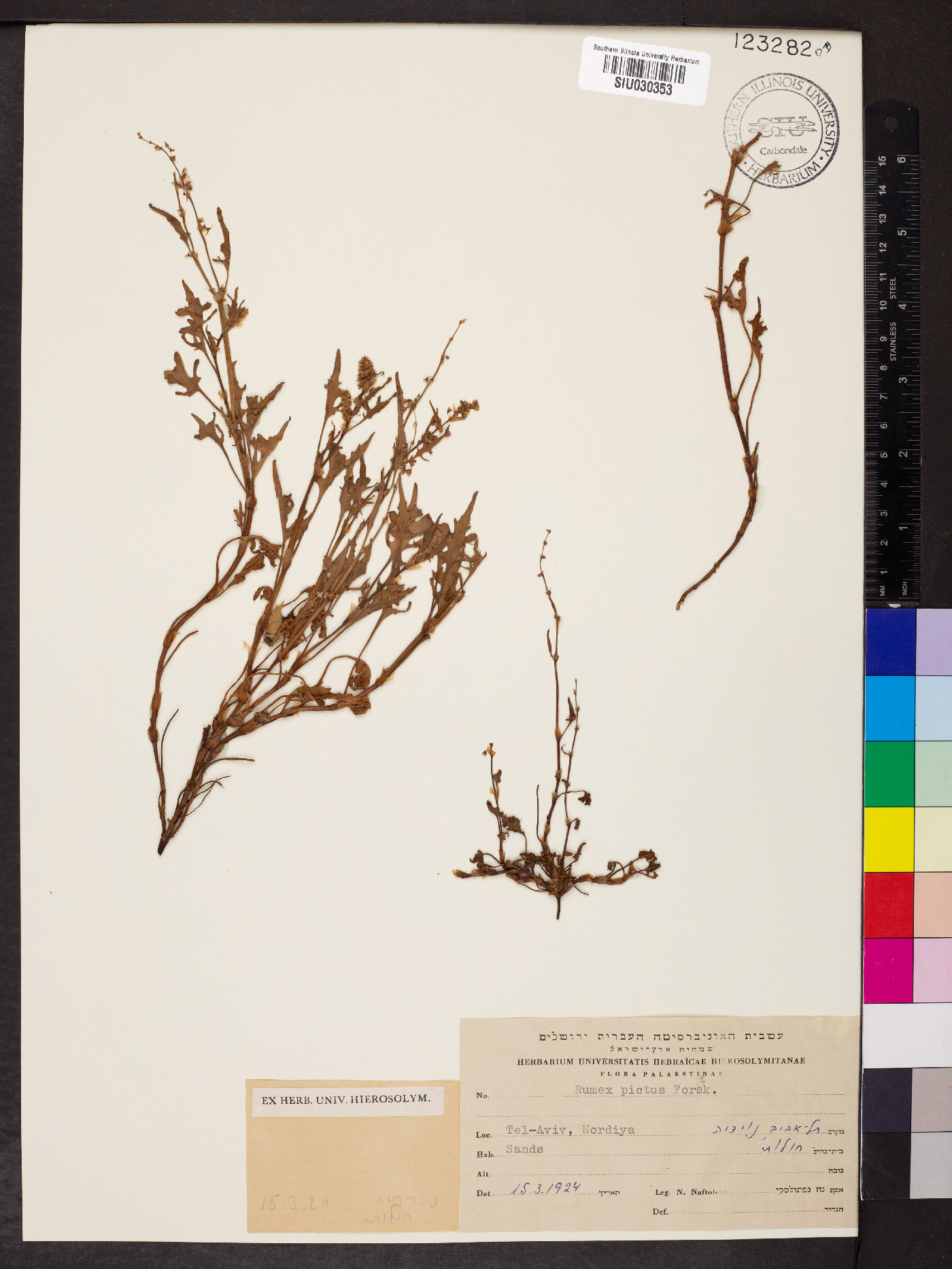 Rumex pictus image