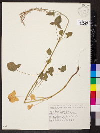 Rumex scutatus image