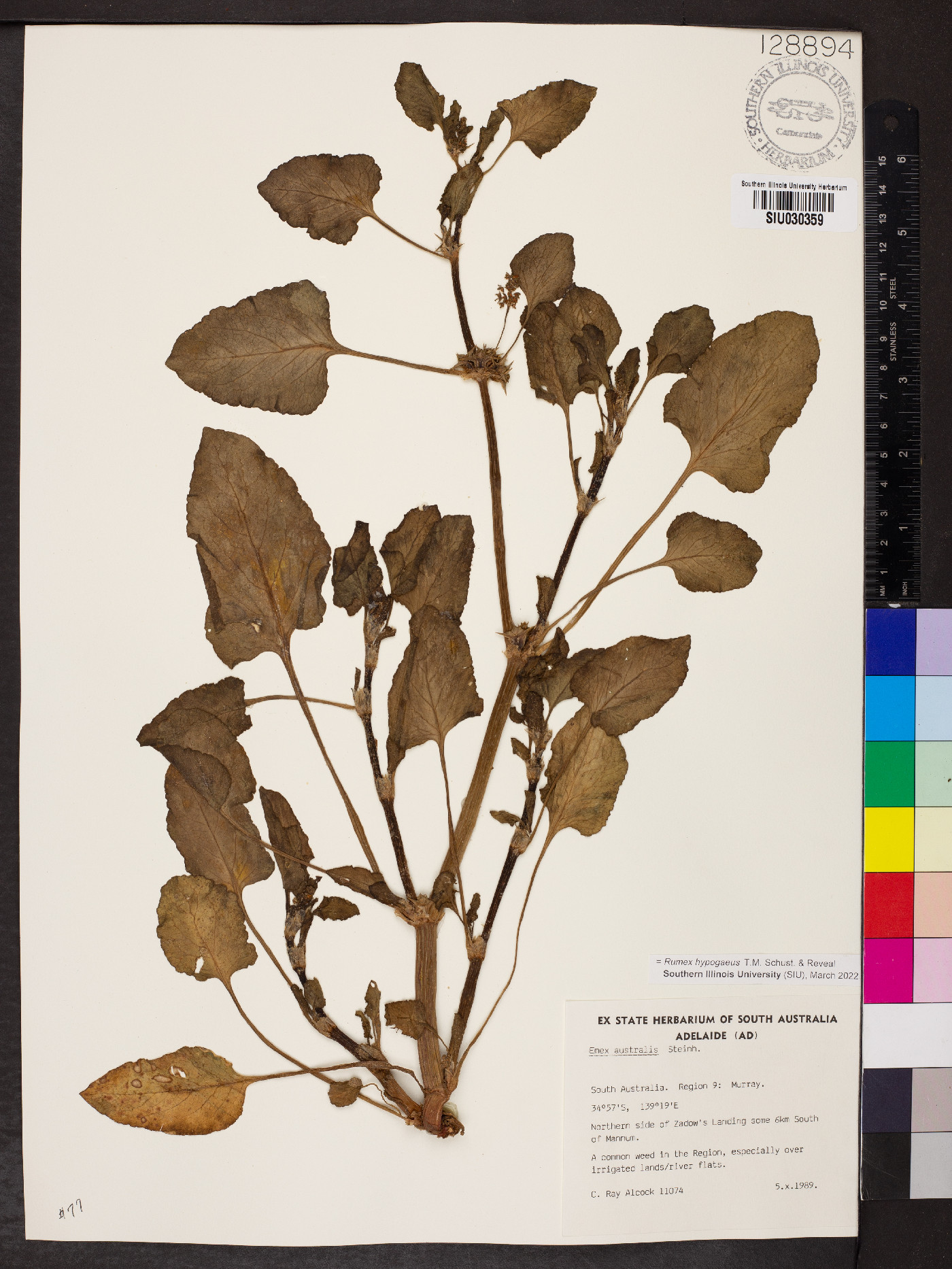 Rumex hypogaeus image