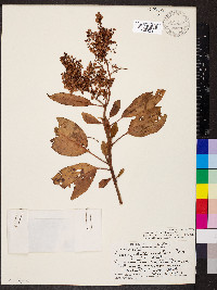 Rumex skottsbergii image