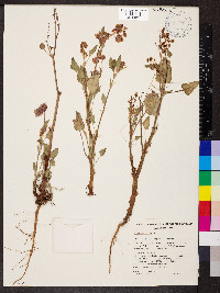 Rumex vesicarius image