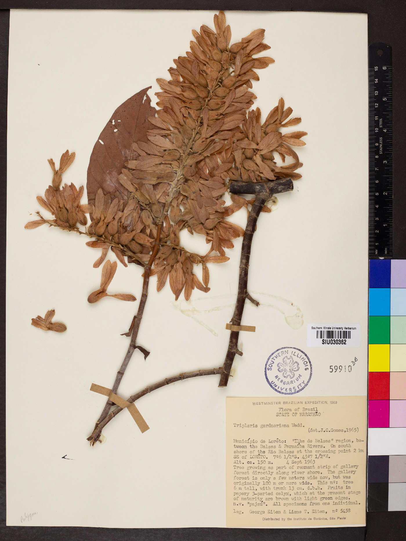 Triplaris gardneriana image