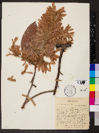 Triplaris gardneriana image