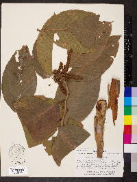 Triplaris gardneriana image