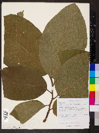 Triplaris melaenodendron image