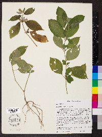 Achyranthes japonica image