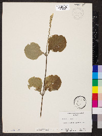 Achyranthes aspera image