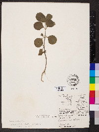 Achyranthes aspera image