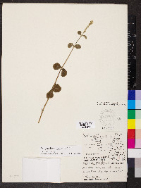 Achyranthes aspera image