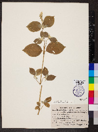 Achyranthes aspera image