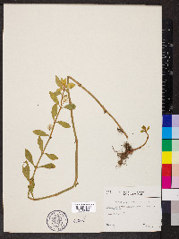 Alternanthera philoxeroides image