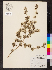 Alternanthera pungens image