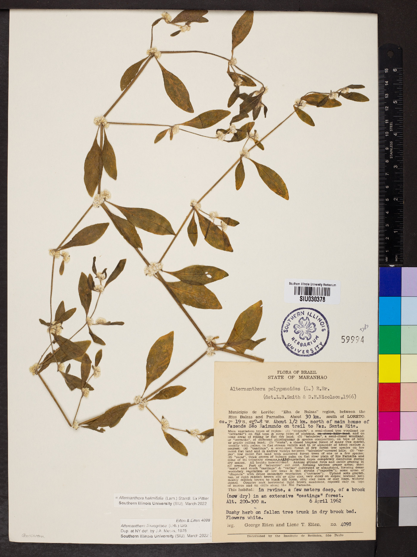 Alternanthera halimifolia image
