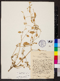 Alternanthera halimifolia image