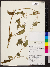 Alternanthera lanceolata image