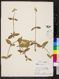 Alternanthera martii image