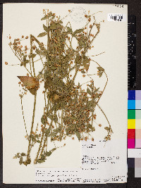 Alternanthera porrigens image