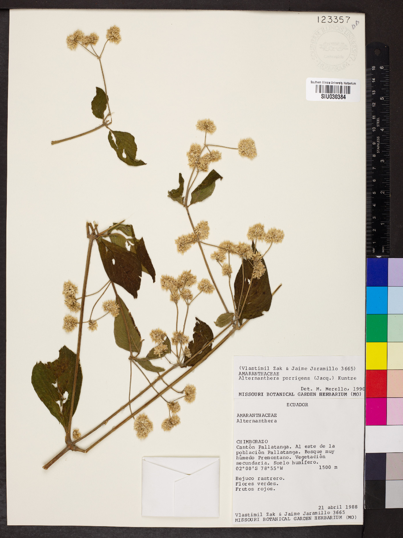 Alternanthera porrigens image