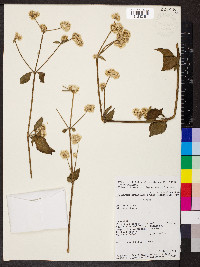 Alternanthera porrigens image