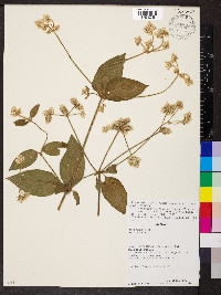 Alternanthera porrigens var. piurensis image
