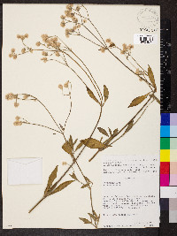 Alternanthera porrigens var. mearsii image