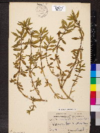 Alternanthera sessilis image