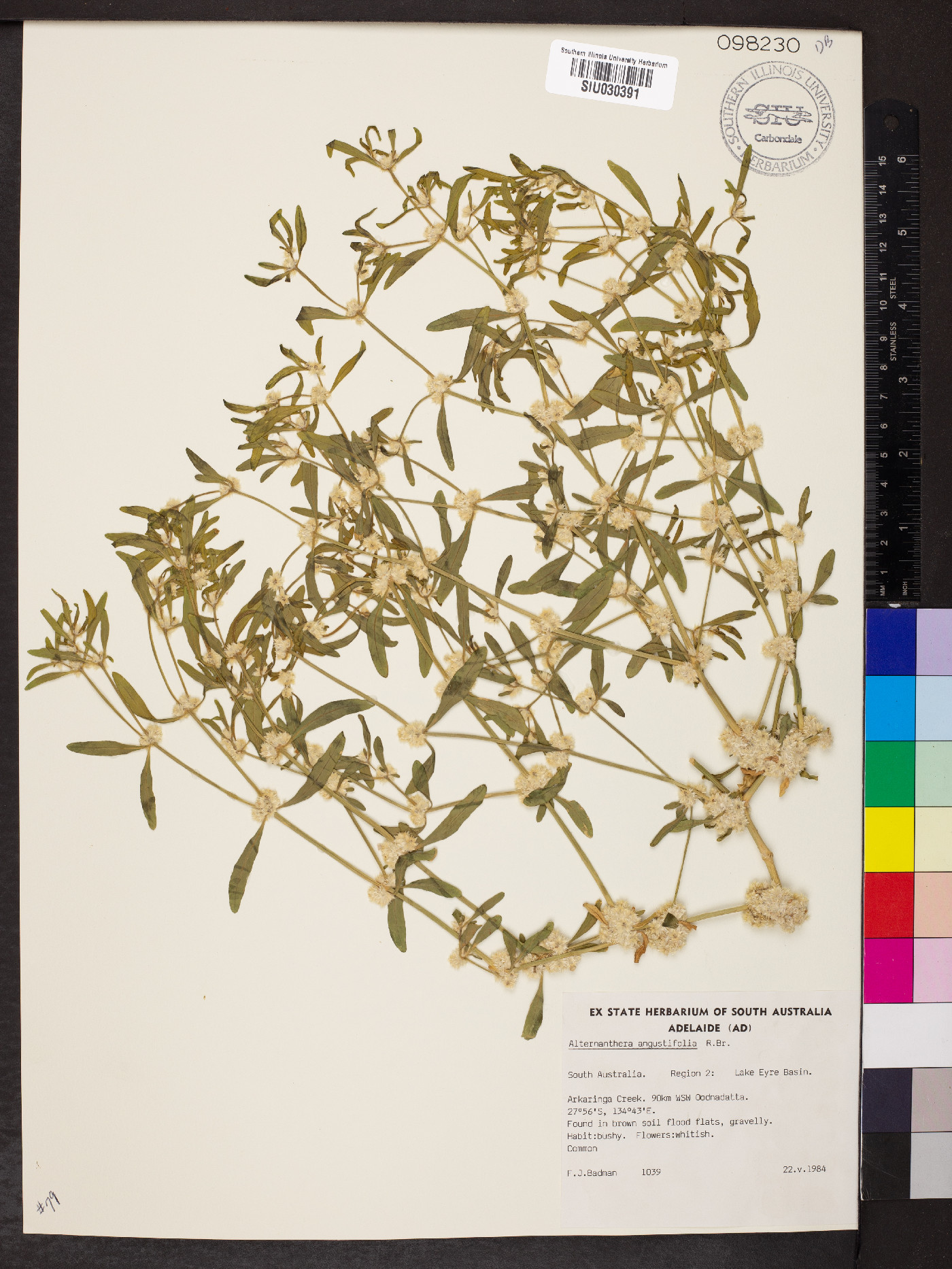 Alternanthera angustifolia image
