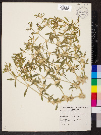 Alternanthera angustifolia image