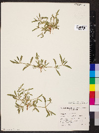 Alternanthera sessilis image