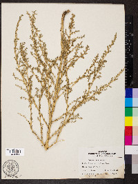 Amaranthus albus image