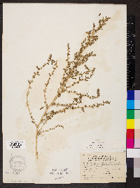 Amaranthus albus image