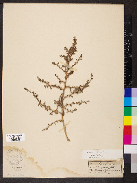 Amaranthus albus image