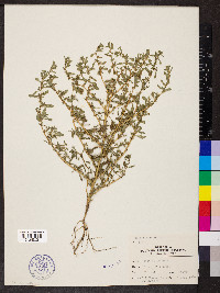 Amaranthus albus image