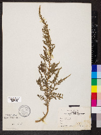 Amaranthus albus image