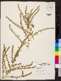 Amaranthus albus image