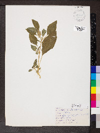 Amaranthus retroflexus image