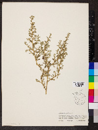 Amaranthus albus image