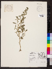 Amaranthus albus image