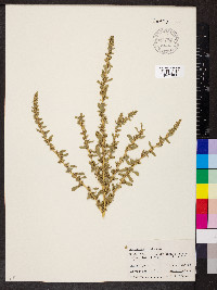 Amaranthus albus image