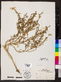 Amaranthus albus image