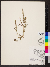 Amaranthus arenicola image