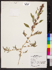 Amaranthus cruentus image