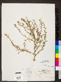 Amaranthus albus image