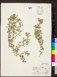 Amaranthus blitoides image