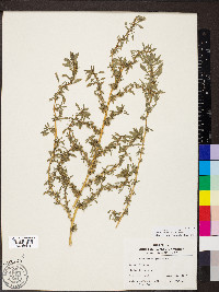 Amaranthus blitoides image