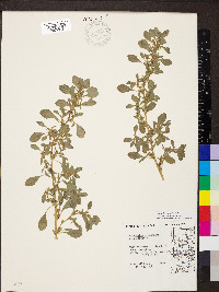 Amaranthus blitoides image