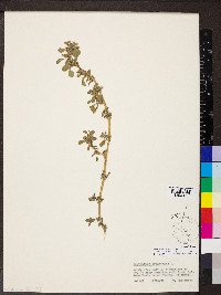 Amaranthus blitoides image