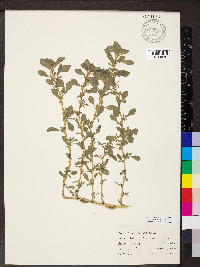 Amaranthus blitoides image